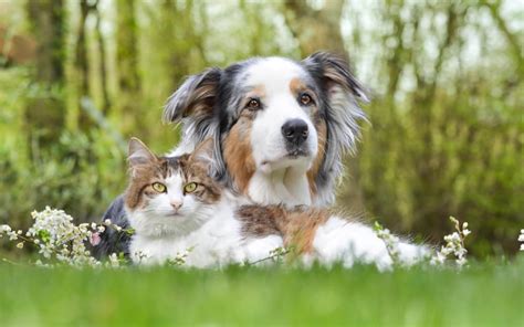 Why do i keep seeing dead animals - To dispose of a dead pet cat, take the carcass to a veterinarian or bury the body in your garden. Alternatively, allow your local garbage service to retrieve the body. Keep the animal’s body cool while you are making final arrangements. Wra...